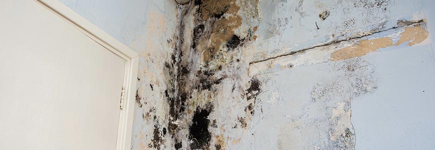 Mold Assessment and Tests in New York Due to Recent Rain