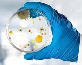 Assessing & Testing Mold 